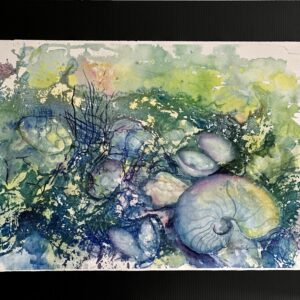 Shells and Snails Aq-608