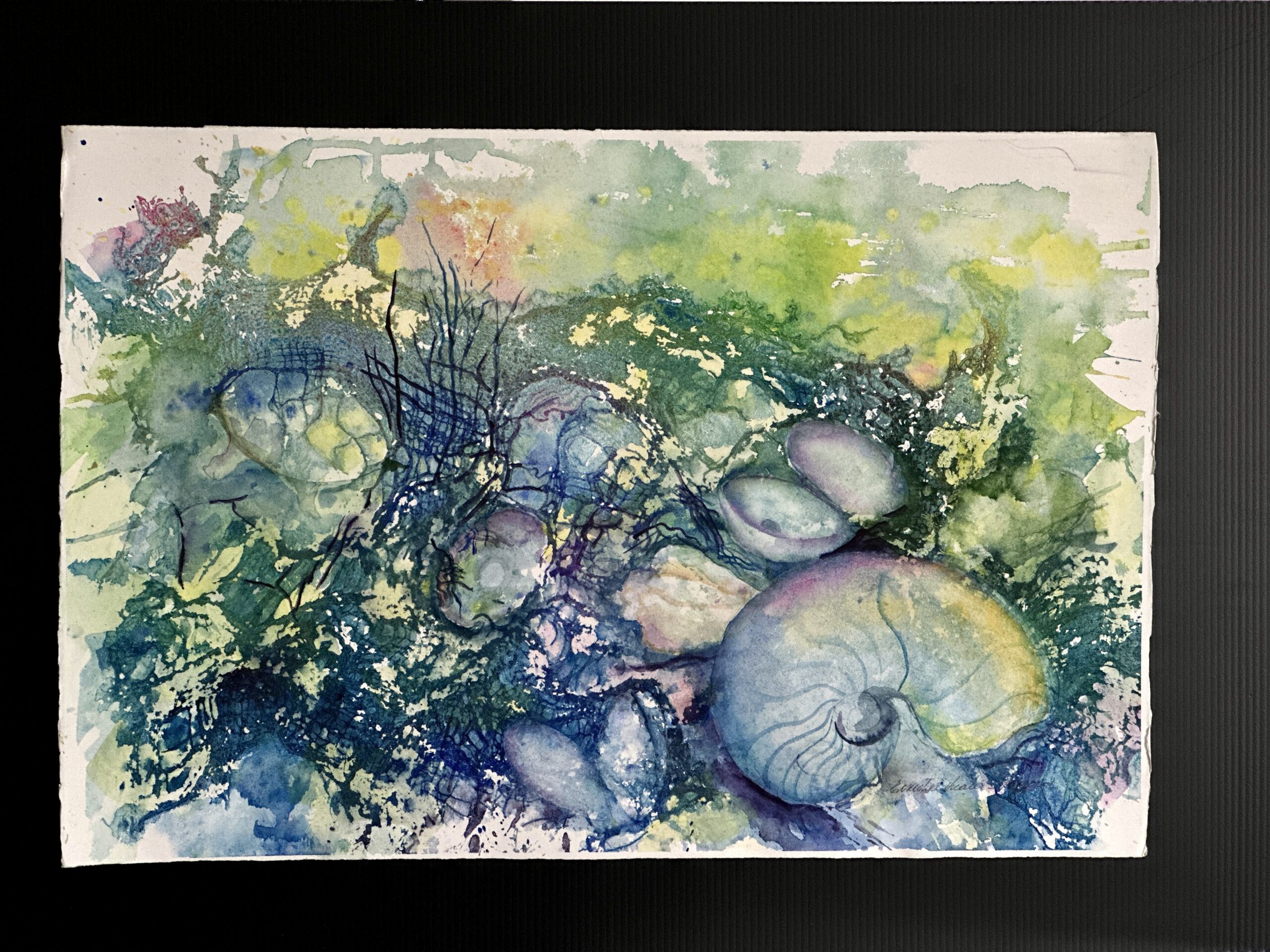 Shells and Snails Aq-608