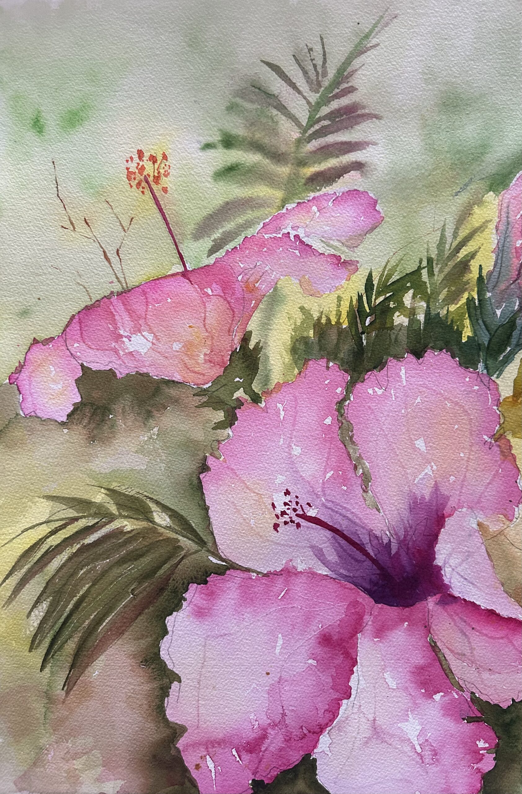 Pink Hibiscus CA-65